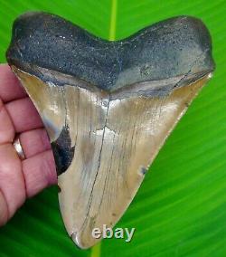 MEGALODON SHARK TOOTH HUGE 5 & 5/16 with STAND & ID REAL FOSSIL MEGLADONE