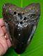 Megalodon Shark Tooth Huge 5 & 5/8 In. Real Fossil Heavy Megalodon