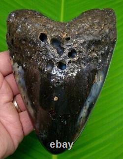 MEGALODON SHARK TOOTH HUGE 5 & 5/8 in. REAL FOSSIL HEAVY MEGALODON