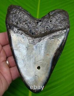 MEGALODON SHARK TOOTH HUGE 5 & 5/8 in. REAL FOSSIL HEAVY MEGALODON