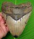 Megalodon Shark Tooth Huge 5 & 5/8 In. Real Fossil With Free Display Stand