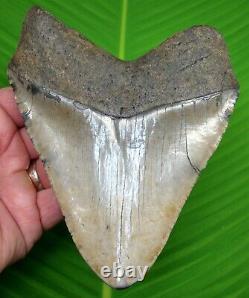 MEGALODON SHARK TOOTH HUGE 5 & 5/8 in. REAL FOSSIL with FREE DISPLAY STAND