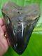 Megalodon Shark Tooth Huge 6 1/16 In. 1 Full Pound With Free Display Stand