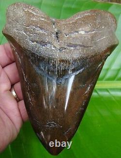 MEGALODON SHARK TOOTH HUGE 6 1/4 in. DEEP RED REAL FOSSIL 1 POUND