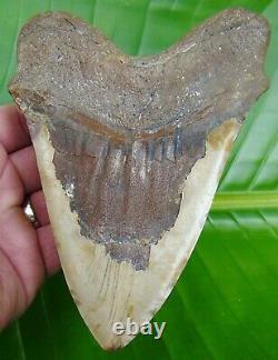 MEGALODON SHARK TOOTH HUGE 6 1/4 in. DEEP RED REAL FOSSIL 1 POUND