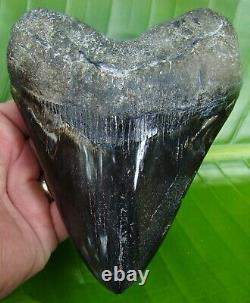 MEGALODON SHARK TOOTH HUGE 6 & 1/4 in. HEAVIEST TOOTH ON EBAY 23.1 ounces
