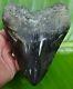 Megalodon Shark Tooth Huge 6 & 1/4 In. Heaviest Tooth On Ebay 23.1 Ounces