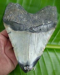 MEGALODON SHARK TOOTH HUGE 6 & 1/4 in. HEAVIEST TOOTH ON EBAY 23.1 ounces