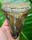 Megalodon Shark Tooth Huge 6 1/8 In. Crazy Colored Real Fossil