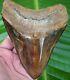 Megalodon Shark Tooth Huge 6 1/8 In. Orange Real Fossil Withfree Stand