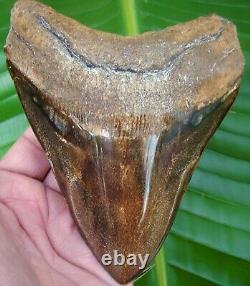 MEGALODON SHARK TOOTH HUGE 6 1/8 in. ORANGE REAL FOSSIL withFREE STAND