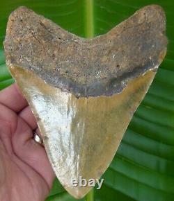 MEGALODON SHARK TOOTH HUGE 6 1/8 in. ORANGE REAL FOSSIL withFREE STAND