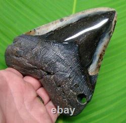 MEGALODON SHARK TOOTH HUGE OVER 5 & 13/16 OVER 1 POUND with DISPLAY STAND