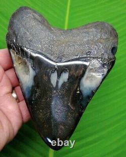 MEGALODON SHARK TOOTH HUGE OVER 5 & 13/16 OVER 1 POUND with DISPLAY STAND