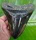 Megalodon Shark Tooth Huge Over 6 In. Real Fossil