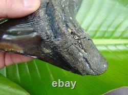 MEGALODON SHARK TOOTH HUGE OVER 6 in. REAL FOSSIL
