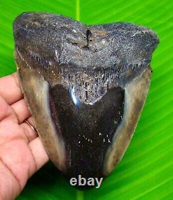 MEGALODON SHARK TOOTH HUGE SHARK TEETH FOSSIL 5.05 inches NOT REPLICA