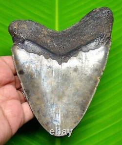 MEGALODON SHARK TOOTH HUGE SHARK TEETH FOSSIL 5.05 inches NOT REPLICA