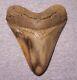 Megalodon Shark Tooth Huge 5 1/16 Shark Teeth Jaw Fossil Stunning Color Polished