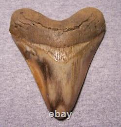 MEGALODON SHARK TOOTH Huge 5 1/16 SHARK TEETH JAW FOSSIL STUNNING COLOR POLISHED