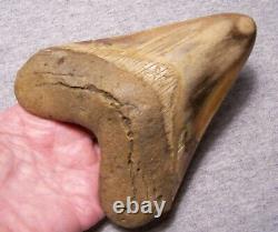 MEGALODON SHARK TOOTH Huge 5 1/16 SHARK TEETH JAW FOSSIL STUNNING COLOR POLISHED
