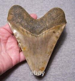 MEGALODON SHARK TOOTH Huge 5 1/16 SHARK TEETH JAW FOSSIL STUNNING COLOR POLISHED