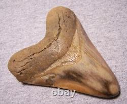 MEGALODON SHARK TOOTH Huge 5 1/16 SHARK TEETH JAW FOSSIL STUNNING COLOR POLISHED