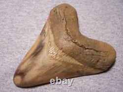 MEGALODON SHARK TOOTH Huge 5 1/16 SHARK TEETH JAW FOSSIL STUNNING COLOR POLISHED