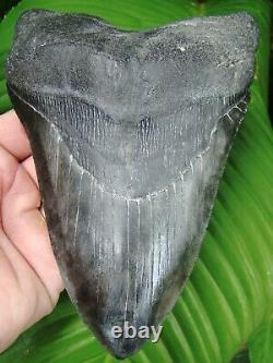 MEGALODON SHARK TOOTH MONSTER 6 & 5/8 in. REAL FOSSIL