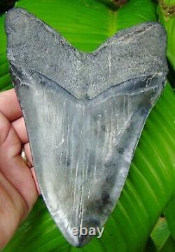 MEGALODON SHARK TOOTH MONSTER 6 & 5/8 in. REAL FOSSIL