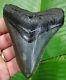 Megalodon Shark Tooth Over 3 & 13/16 In. Real Fossil River Meg