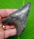 Megalodon Shark Tooth Over 3 & 13/16 In. Serrated Grade Megladone