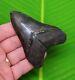 Megalodon Shark Tooth Over 3 & 3/4 In. Serrated Grade Real Fossil