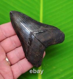 MEGALODON SHARK TOOTH OVER 3 & 3/4 in. SERRATED GRADE REAL FOSSIL