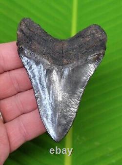 MEGALODON SHARK TOOTH OVER 3 & 3/4 in. SERRATED GRADE REAL FOSSIL