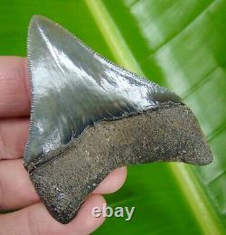 MEGALODON SHARK TOOTH OVER 3 in. SERRATED REAL FOSSIL GEORGIA MEG