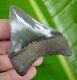 Megalodon Shark Tooth Over 3 In. Serrated Real Fossil Georgia Meg