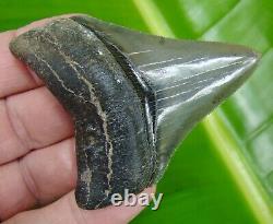 MEGALODON SHARK TOOTH OVER 3 in. SERRATED REAL FOSSIL GEORGIA MEG