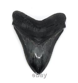 MEGALODON SHARK TOOTH OVER 4 & 1/8 in. SERRATED GRADE REAL FOSSIL