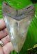 Megalodon Shark Tooth Over 4 & 3/16 In. Serrated Top 1% Not Fake