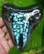 Megalodon Shark Tooth Over 4 & 3/4 In. Real Turquoise Real Fossil Meg