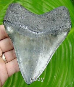 MEGALODON SHARK TOOTH OVER 4 & 3/4 in. REAL TURQUOISE REAL FOSSIL MEG