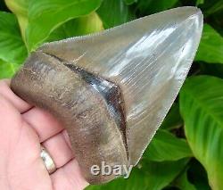 MEGALODON SHARK TOOTH OVER 4 & 7/8 in. REAL FOSSIL JAW NO RESTORATIONS