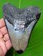 Megalodon Shark Tooth Over 4 & 7/8 In. Real Fossil With Free Display Stand