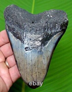 MEGALODON SHARK TOOTH OVER 4 & 7/8 in. REAL FOSSIL with FREE DISPLAY STAND