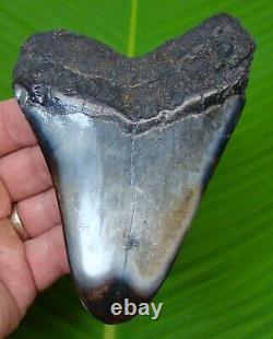 MEGALODON SHARK TOOTH OVER 4 & 7/8 in. REAL FOSSIL with FREE DISPLAY STAND