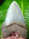 Megalodon Shark Tooth Over 4 & 7/8 In. World Class Quality Museum Grade