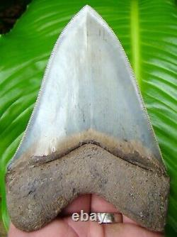 MEGALODON SHARK TOOTH OVER 4 & 7/8 in. WORLD CLASS QUALITY MUSEUM GRADE