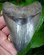 Megalodon Shark Tooth Over 4 In. Real Fossil -museum Grade Natural = Sydni