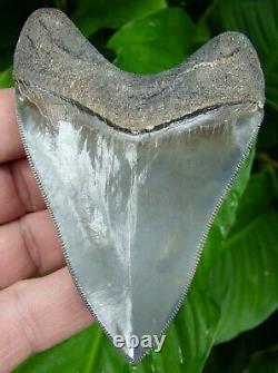 MEGALODON SHARK TOOTH OVER 4 in. REAL FOSSIL -MUSEUM GRADE NATURAL = SYDNI
